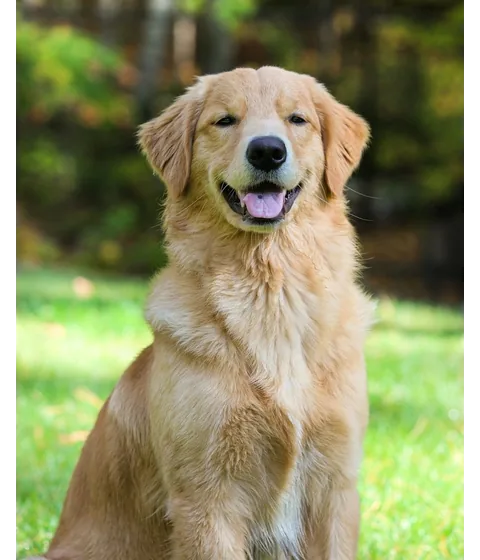 Orijinal fotoğraf: ağaçların önünde çimende oturan bir golden retriever